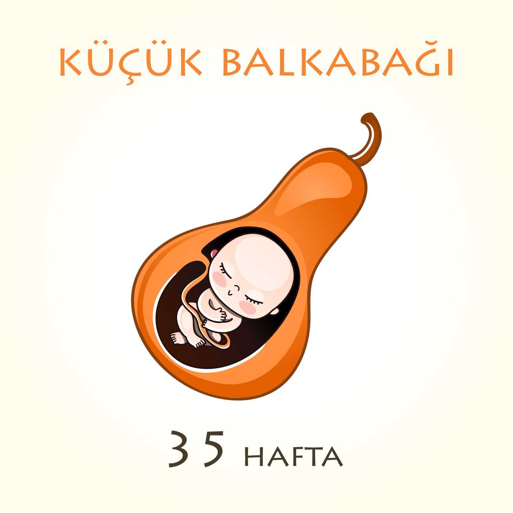 35. hafta bebek boyu