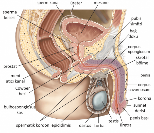 erkek-ureme-sistemi-1
