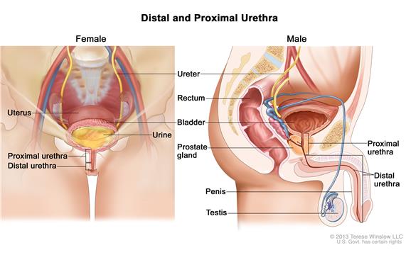 Üretrit nedir belirtileri nelerdir