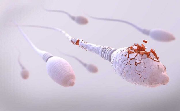 sperm