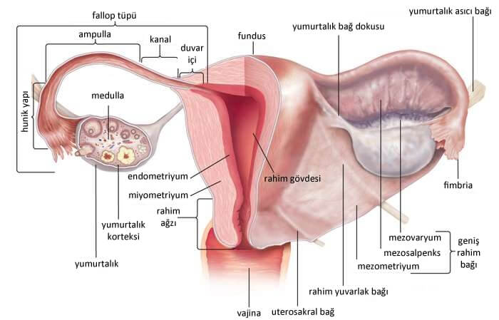 Endometrium