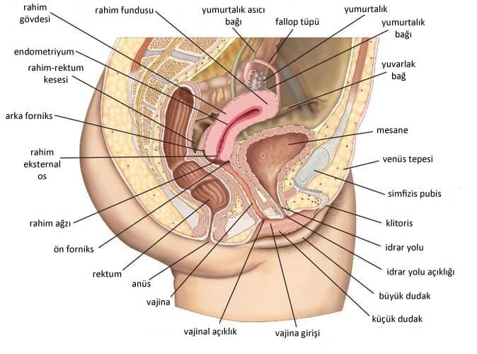 üreme anatomisi