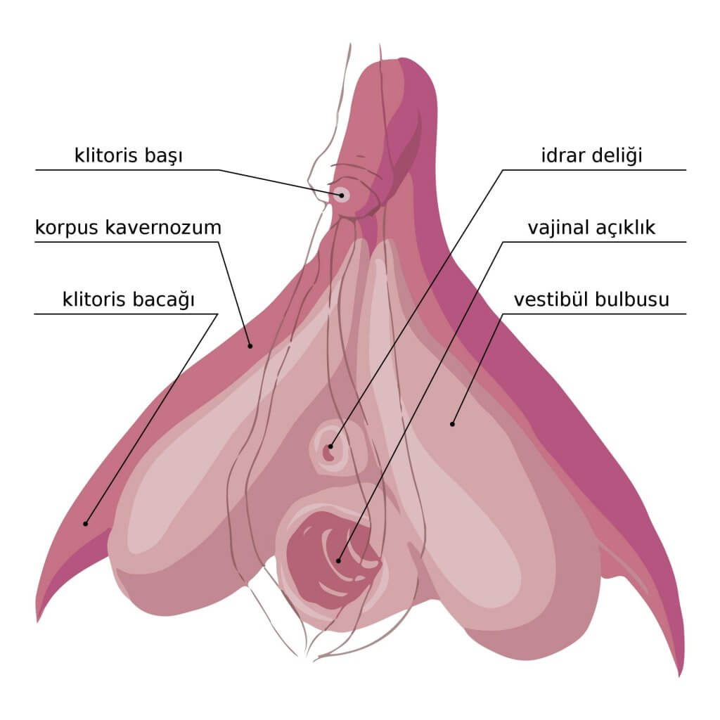 Klitoris şeması 