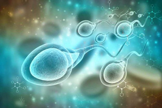 sperm-4